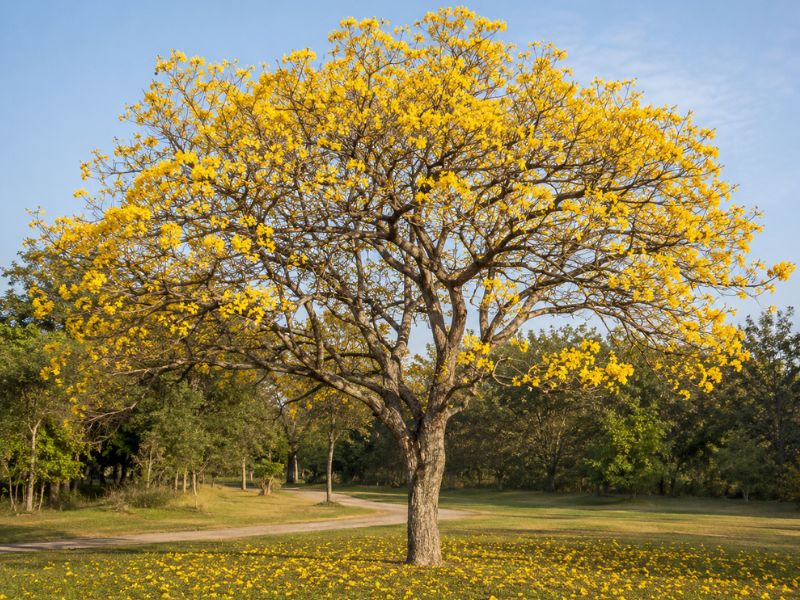 Ipê-amarelo adulto em plena florada com flores amarelas espalhadas pelo chão