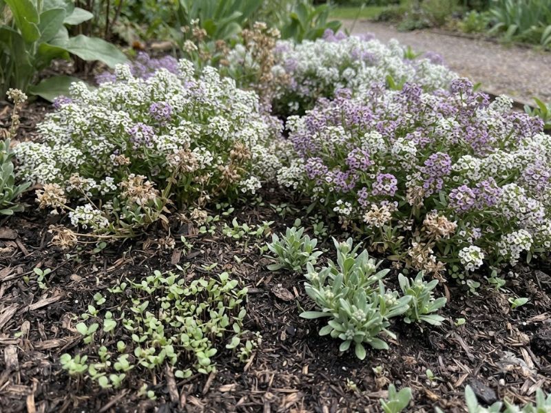 Flor-de-mel em diferentes fases com mudas, flores abertas e cachos secos