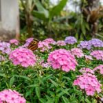 Phlox drummondii flor chitinha rosa e lilás com borboleta no jardim