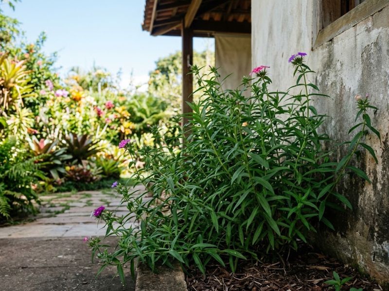 Phlox drummondii com muita folhagem e poucas flores