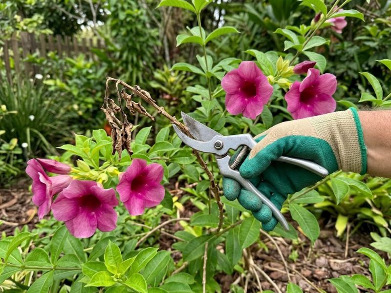 Poda de galho seco da alamanda roxa com tesoura de jardinagem