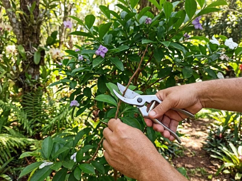 Poda leve de um ramo seco do manacá de cheiro após a floração