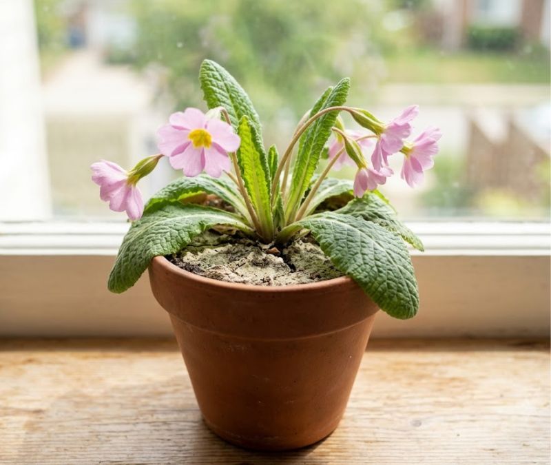 Flor prímula murcha com flores inclinadas e substrato seco no vaso