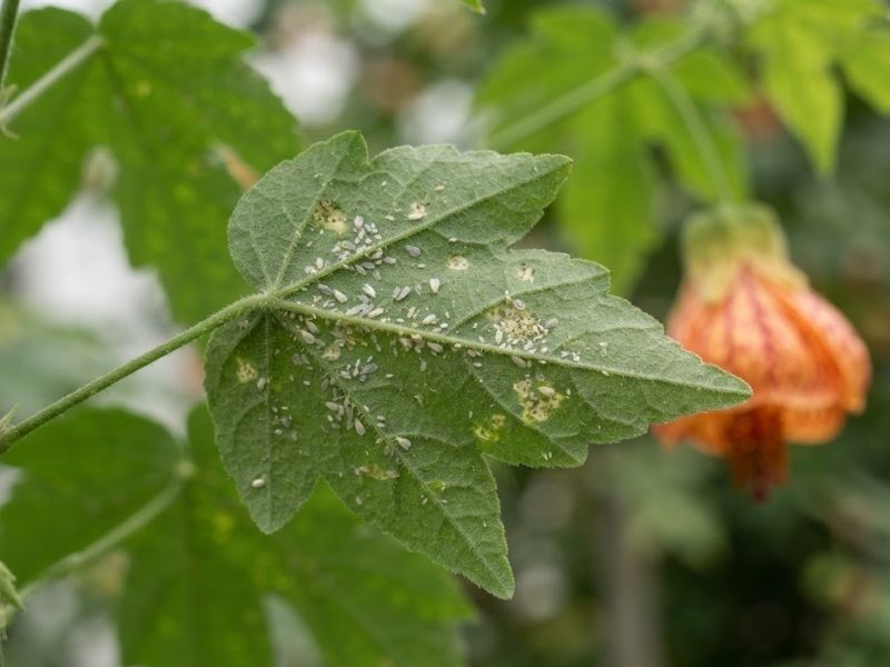 Moscas-brancas na parte inferior de uma folha do Abutilon pictum