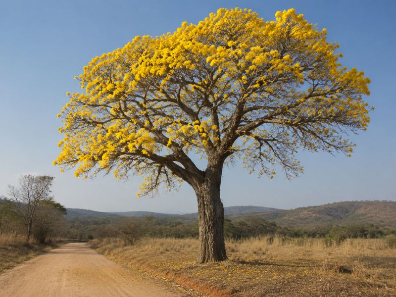 Ipê-amarelo florido ao lado de uma estrada de terra durante a estação seca