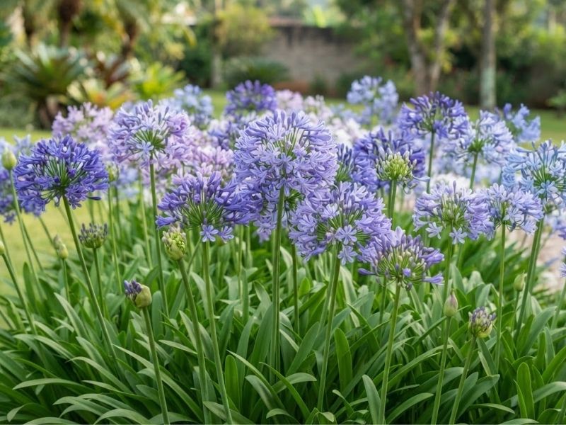 Agapantos com flores abertas e botões durante a época de floração