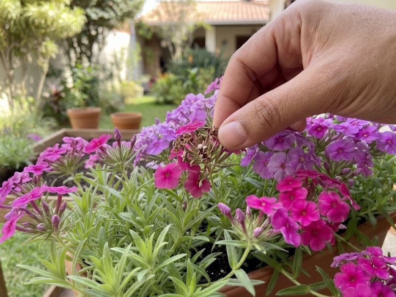 Flores secas de Phlox drummondii sendo retiradas da planta
