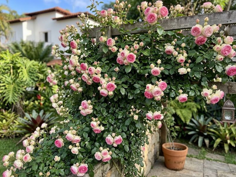 Rosa trepadeira com muitas flores e botões distribuídos pelas brotações laterais