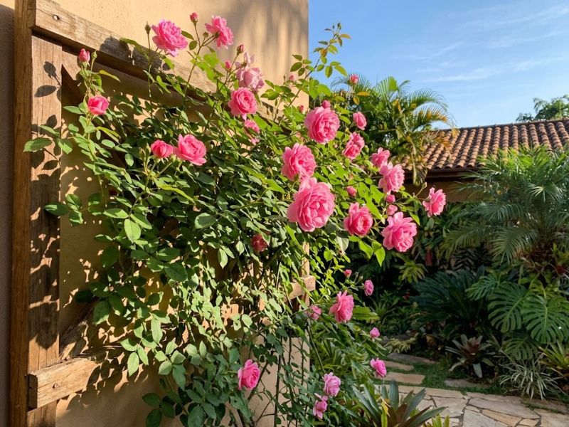 Rosa trepadeira florida recebendo sol direto da manhã em jardim