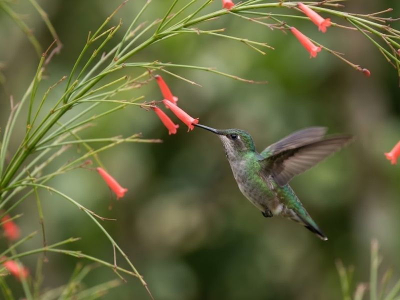 Beija-flor visitando flores tubulares de russélia