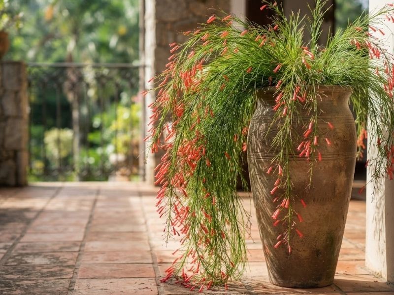 Russélia pendente cultivada em vaso alto