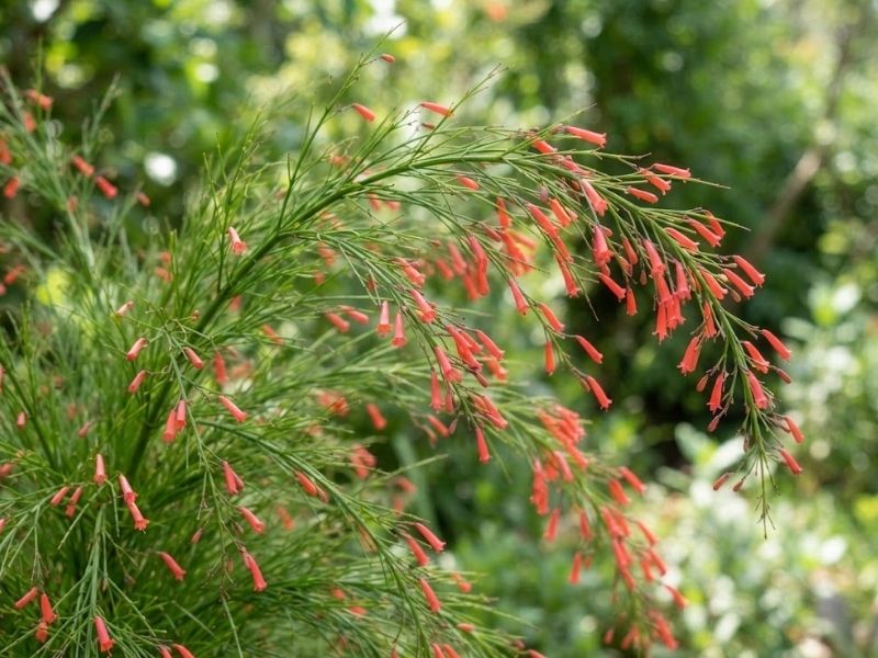 Russelia equisetiformis com ramos finos e flores tubulares vermelhas