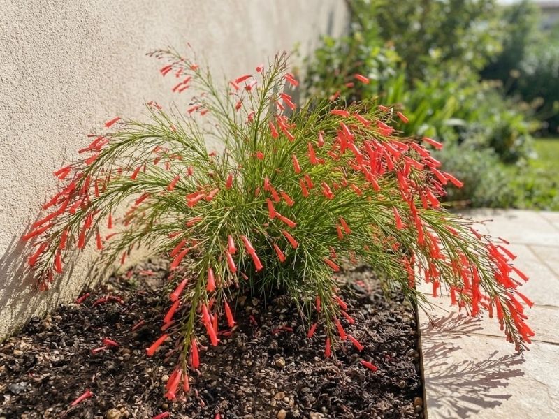 Russélia florida cultivada sob sol direto