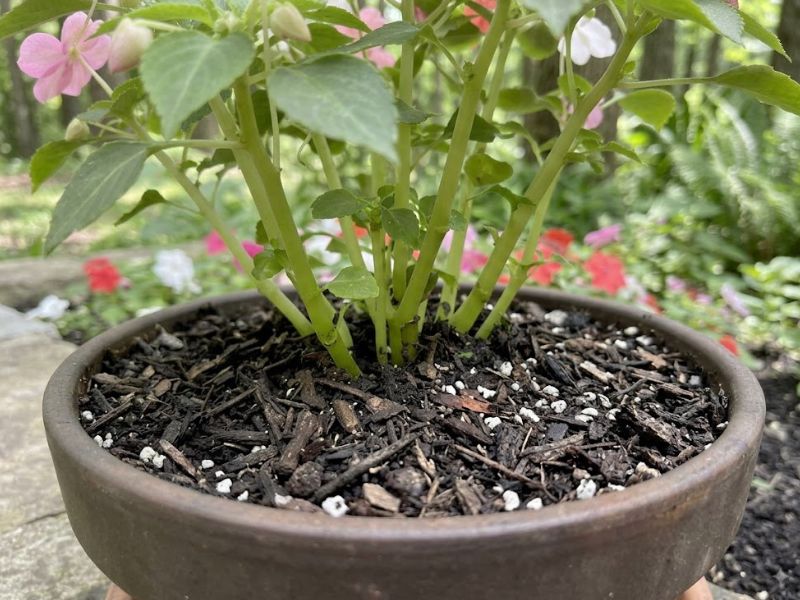 Flor beijinho cultivada em substrato leve com matéria orgânica