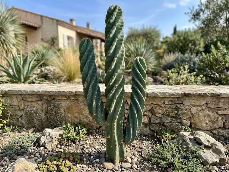 Cacto parafuso adulto e ramificado cultivado diretamente no jardim