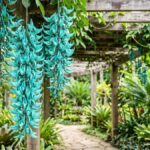 Trepadeira jade com cachos azul-esverdeados pendentes em pergolado de madeira