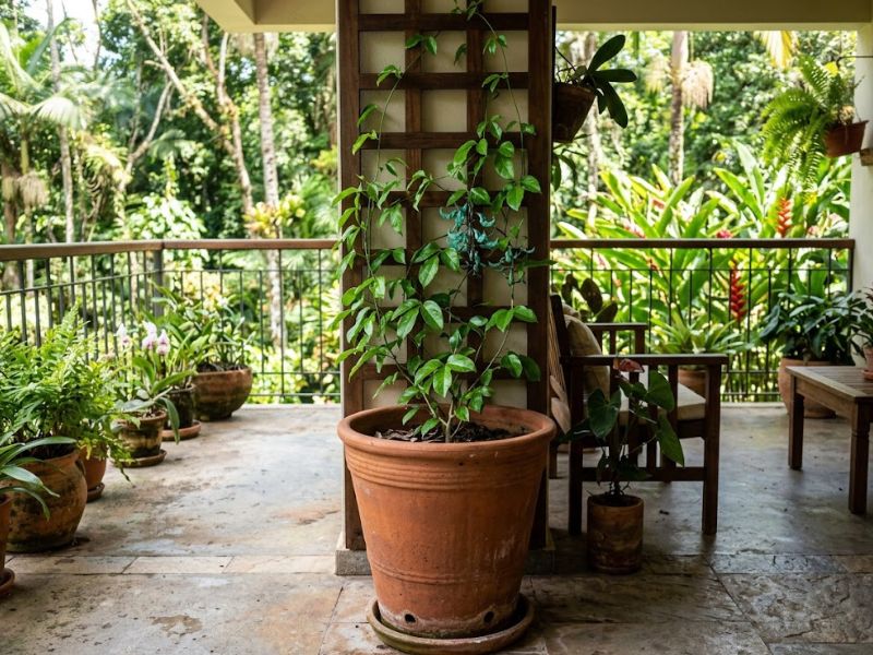 Muda de trepadeira jade cultivada em vaso grande com suporte