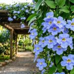 Flores de tumbérgia azul em primeiro plano com pergolado coberto ao fundo