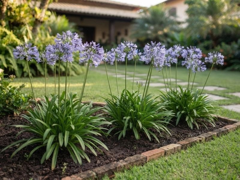 Três touceiras de agapanto com folhas arqueadas e flores azul-arroxeadas em hastes altas.