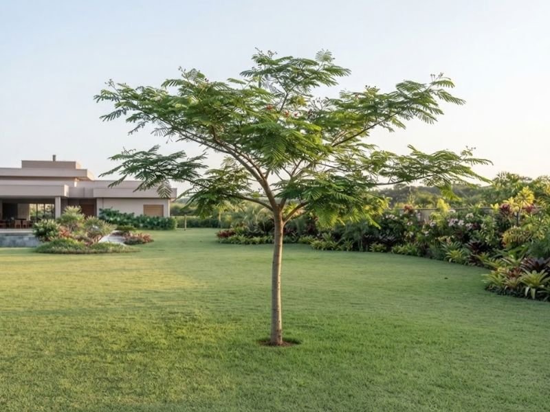 Árvore flamboyant jovem com tronco fino, galhos laterais e folhagem verde em desenvolvimento no jardim.