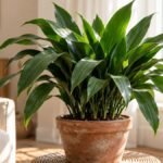 Aspidistra verde adulta em vaso de barro dentro de sala iluminada