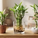 Bambu da sorte cultivado na terra, na água e com caule em espiral