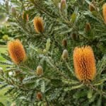 Banksia florida com inflorescências douradas em destaque em jardim residencial bem cuidado