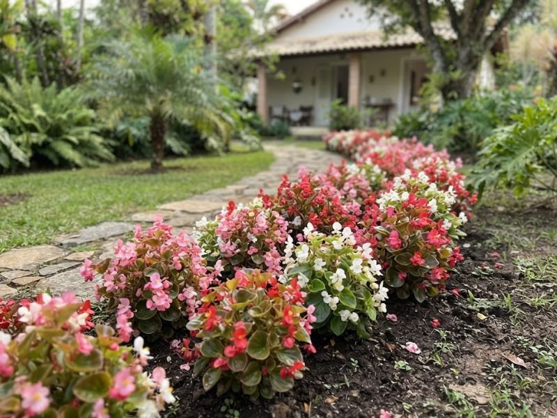Bordadura com begônias de cera baixas e floridas acompanhando caminho de jardim