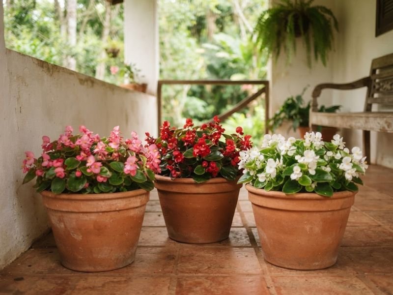 Begônias de cera rosas, vermelhas e brancas cultivadas em vasos de barro