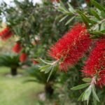 Flores vermelhas de calistemo em formato de escova de garrafa em primeiro plano no jardim.