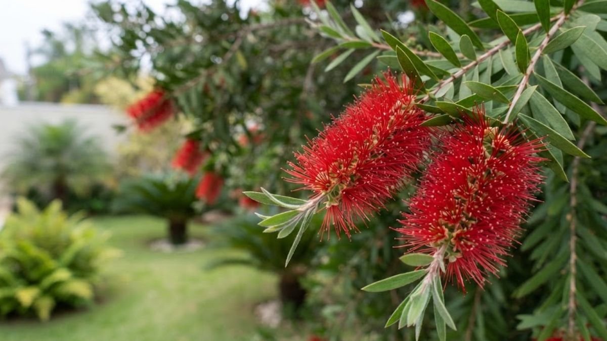 Flores vermelhas de calistemo em formato de escova de garrafa em primeiro plano no jardim.
