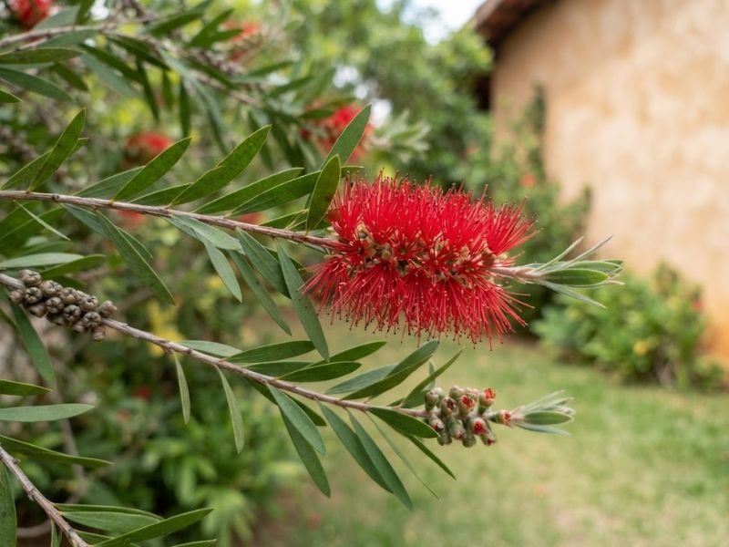 Ramo de calistemo com flor vermelha, folhas estreitas e pequenas cápsulas lenhosas.