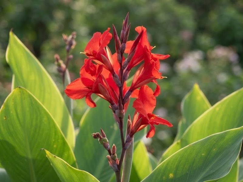 Detalhe de uma inflorescência vermelha de canna ornamental com flores abertas e botões em desenvolvimento.