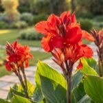 Cana da índia com flores vermelhas e alaranjadas em destaque, folhas verdes largas e jardim desfocado ao fundo.