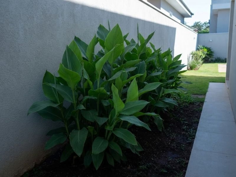Touceira de cana da índia com folhas verdes e ausência de flores em um canteiro com pouca incidência de luz solar.