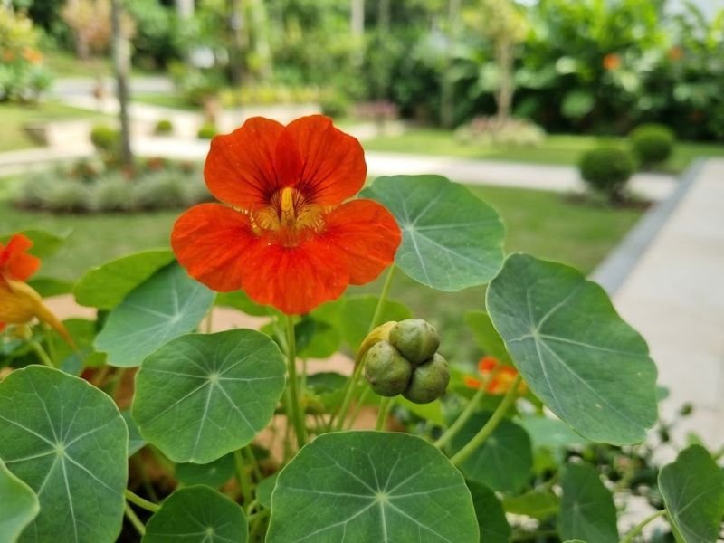 Flor alaranjada de capuchinha acompanhada por folhas arredondadas e um pequeno fruto verde dividido em três segmentos.