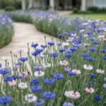Bordadura de centáureas azuis, brancas, rosadas e lilases ao lado de um caminho curvo em jardim residencial bem cuidado.
