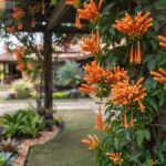 Cipó de são joão com cachos de flores alaranjadas em destaque no lado direito, crescendo sobre pergolado em jardim residencial bem cuidado.