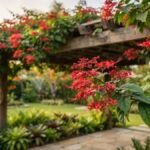 Clerodendro vermelho com ramo florido em destaque ligado ao pergolado