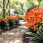 Clívia miniata com flores alaranjadas em foco diante de caminho florido no jardim