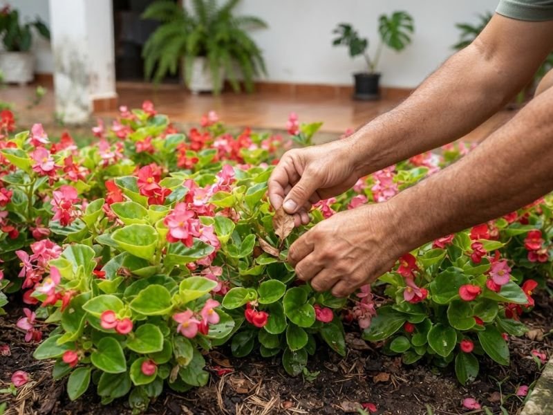Pessoa retirando folha seca de begônias de cera floridas no canteiro