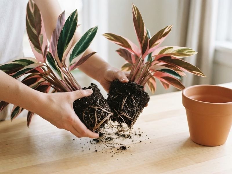Divisão de touceira de maranta tricolor para produção de nova muda