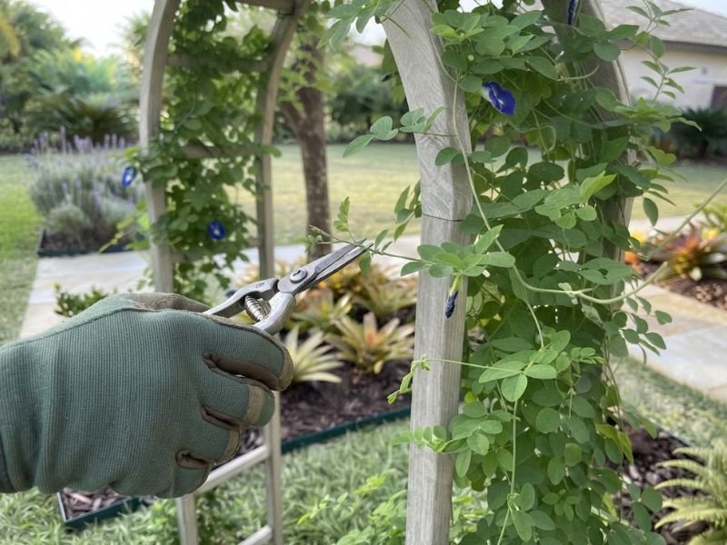 Mão com luva usando tesoura de poda para cortar ramo fino da flor fada azul acima de um nó saudável.