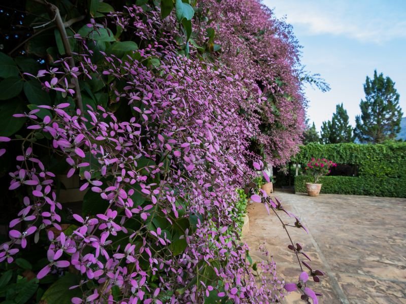 Congéia adulta com ramos floridos em tons de rosa e lilás no jardim