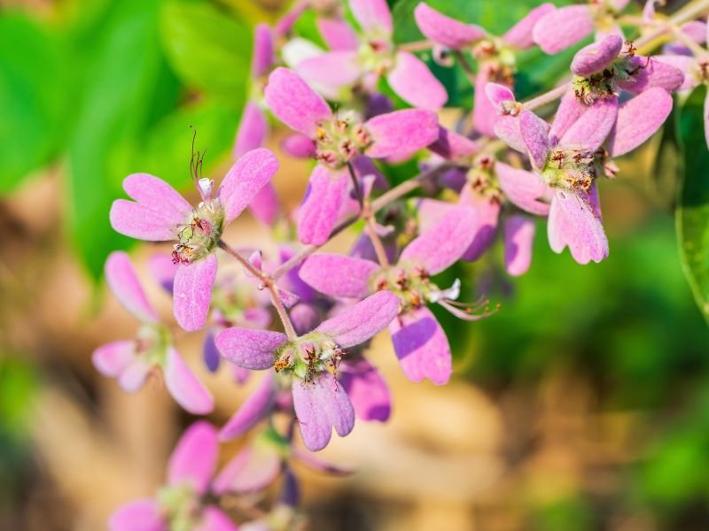 Flores e brácteas rosadas da congéia Congea tomentosa em close