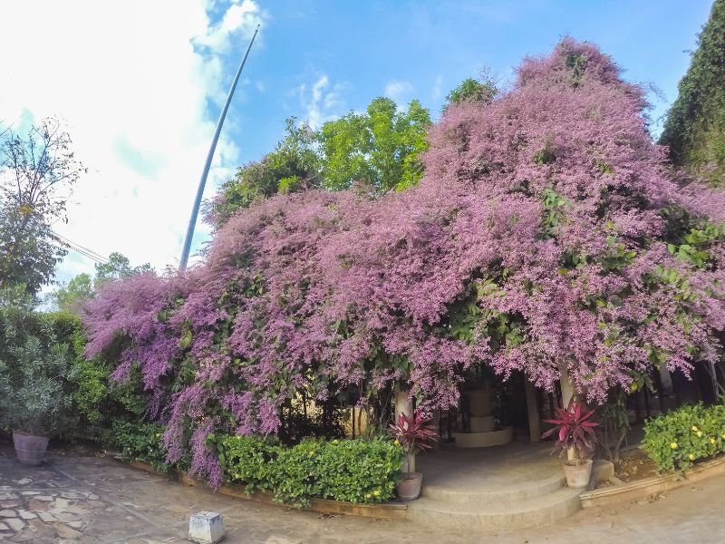 Congéia adulta coberta por intensa floração rosada com aspecto de nuvem