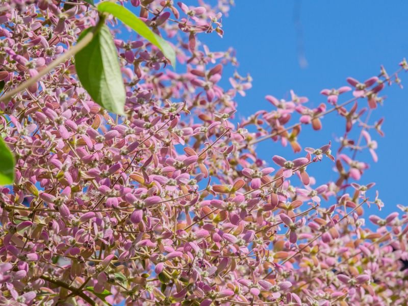 Ramos floridos de congéia com brácteas rosadas sob céu azul