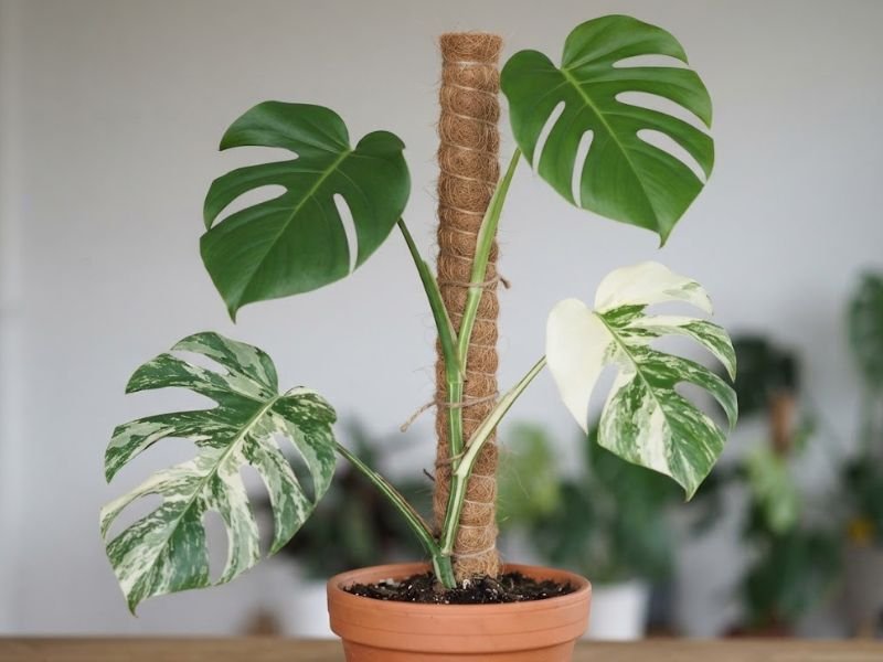 Costela de adão variegata produzindo novas folhas totalmente verdes