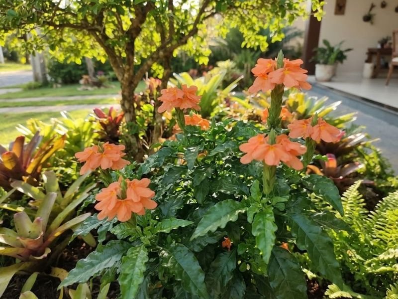Crossandra alaranjada cultivada em canteiro com luminosidade natural e sombra parcial de uma árvore.