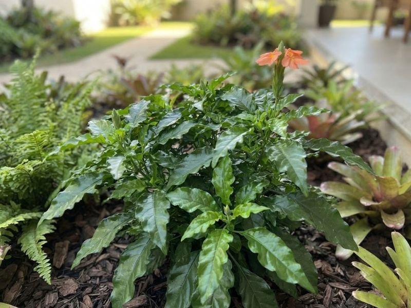 Crossandra com folhagem verde abundante, sem flores abertas, cultivada em jardim residencial.